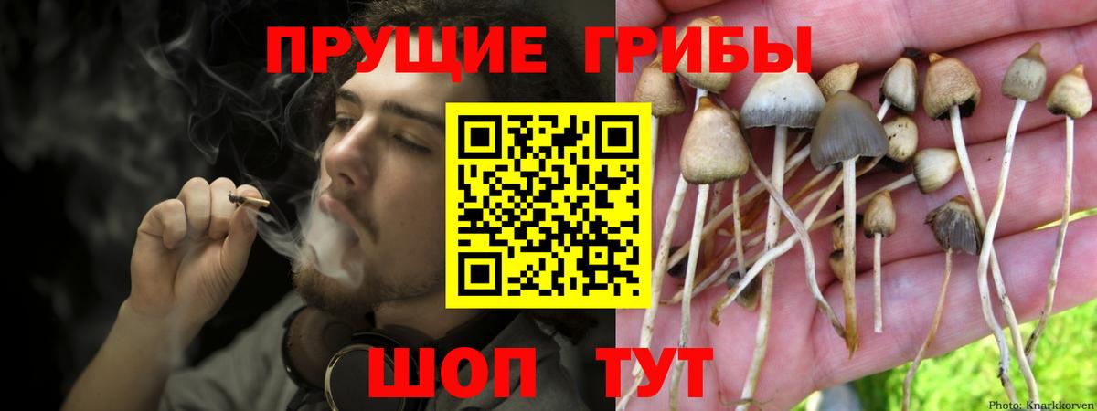Псилоцибиновые грибы Psilocybine cubensis Псков